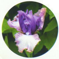 Ирис бородатый. Высокий. Сорт: Romancer, Blyth, 2000 г., окраска обратная амена