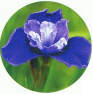 Сибирский ирис, сорт Lake Keuka , Borglum, 1994 г.