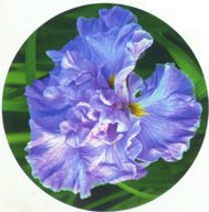 Японский ирис, сорт Кагариби