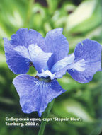 Stepsin Blue