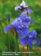 Lady Walpole