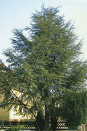 Кедр атласский Glauca