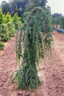 Кедр Атласский Glauca Pendula