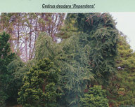 Кедр гималайский Repandens