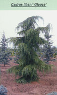 Кедр ливанский Glauca