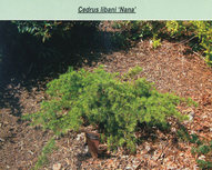 Cedrus libani Nana
