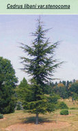 Кедр ливанский var. stenocoma