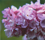 Syringa vulgaris Katherine Havemeyer