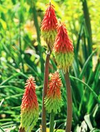 Книфофия ягодная Grandiflora