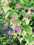 Лунник Alba Variegata