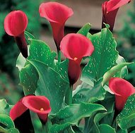 Majestic Red