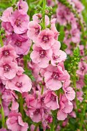 Pink Domino